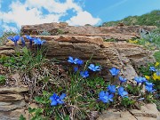 63 Gentiana verna- Genziana primaticcia